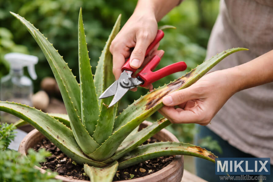 Mãos usando tesouras de poda com cabo vermelho para aparar uma folha danificada de uma planta de aloe vera em vaso, em um jardim. Mãos usando tesouras de poda com cabo vermelho para aparar uma folha danificada de uma planta de aloe vera em vaso, em um jardim.
