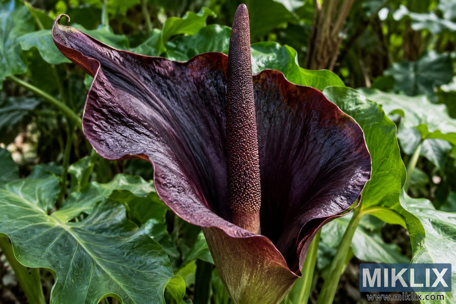 Close-up of a dark purple dragon arum flower with a tall central spadix, surrounded by glossy green foliage.