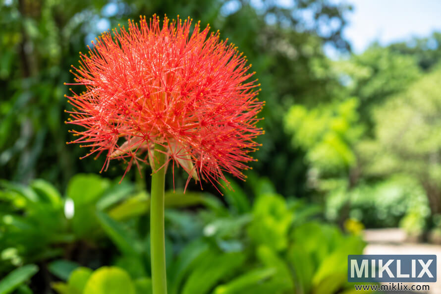 Close-up of a vivid red spherical blood lily flower on a tall green stem against a softly blurred, sunlit garden. Close-up of a vivid red spherical blood lily flower on a tall green stem against a softly blurred, sunlit garden.