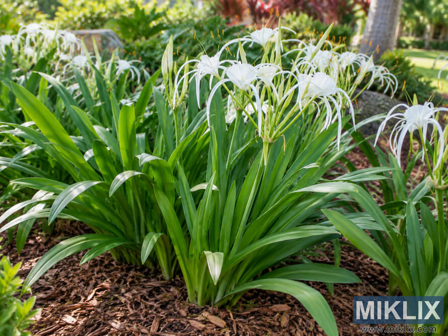 Peruvian daffodil-like plants with white flowers and lush green strap-shaped leaves growing in a brown mulched garden bed.