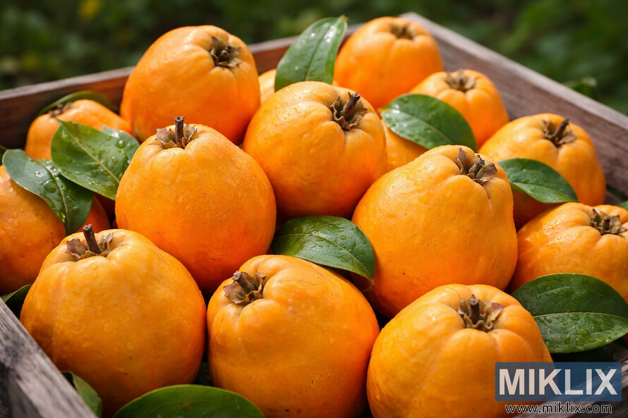 Close-up landscape photo of ripe orange quinces with green leaves and water droplets arranged in a rustic wooden crate outdoors.