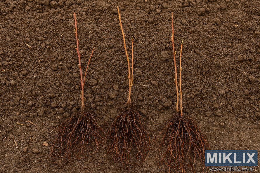 Trois plants de mÃ»rier Ã  racines nues, les racines exposÃ©es, disposÃ©s sur un sol labourÃ©, prÃªts Ã  Ãªtre plantÃ©s.
