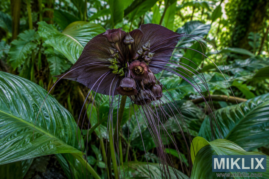 Dark purple bat flower with long whisker-like filaments growing in filtered shade among large glossy green tropical leaves. Dark purple bat flower with long whisker-like filaments growing in filtered shade among large glossy green tropical leaves.