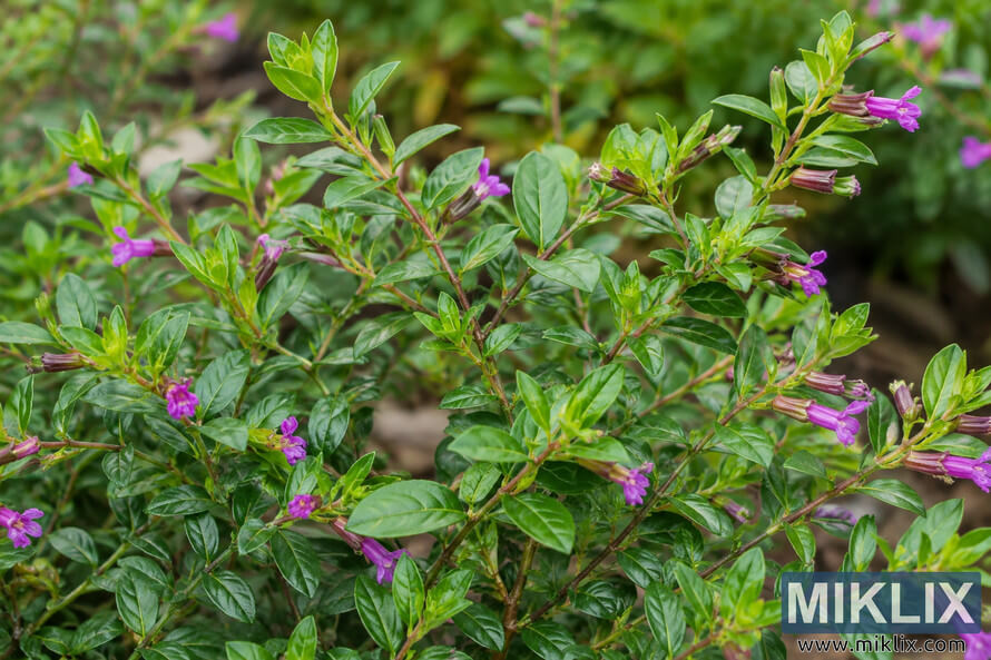 Close-up of a branching cuphea plant with glossy green leaves, reddish-brown stems, bright new growth, and small purple tubular flowers. Close-up of a branching cuphea plant with glossy green leaves, reddish-brown stems, bright new growth, and small purple tubular flowers.