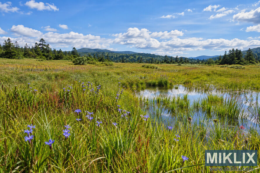 Moist meadow with blue-violet wildflowers, tall grasses, shallow reflective water, evergreen trees, distant forested hills, and a blue, cloud-filled sky. Moist meadow with blue-violet wildflowers, tall grasses, shallow reflective water, evergreen trees, distant forested hills, and a blue, cloud-filled sky.