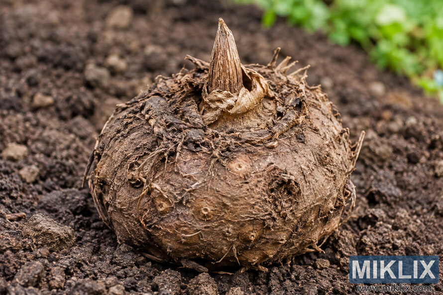 Close-up of a large dormant brown tuber with a pointed shoot resting on dark garden soil, with blurred green vegetation in the background.