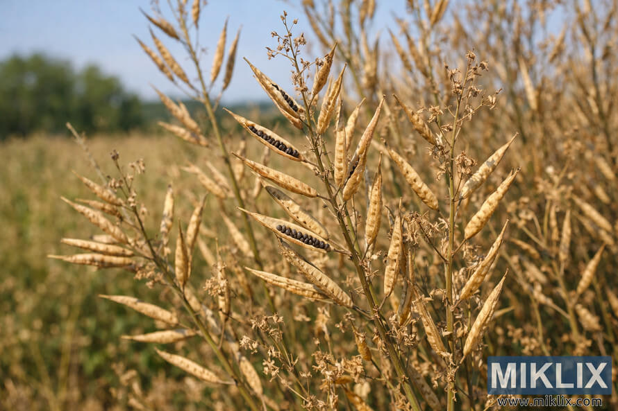 Landscape photo of a mature mustard plant with dried brown seed pods ready for seed saving, standing in a sunlit field.