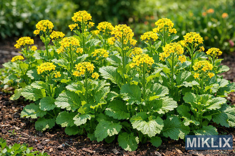 Vibrant mustard plants with bright green leaves and yellow flowers growing in a sunny garden bed.