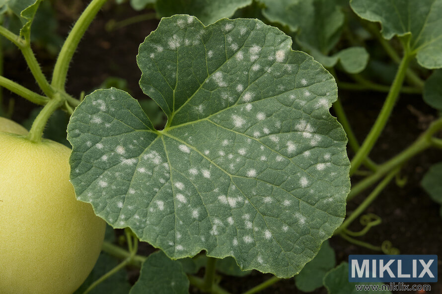 Close-up of a honeydew melon leaf with powdery mildew spots Close-up of a honeydew melon leaf with powdery mildew spots