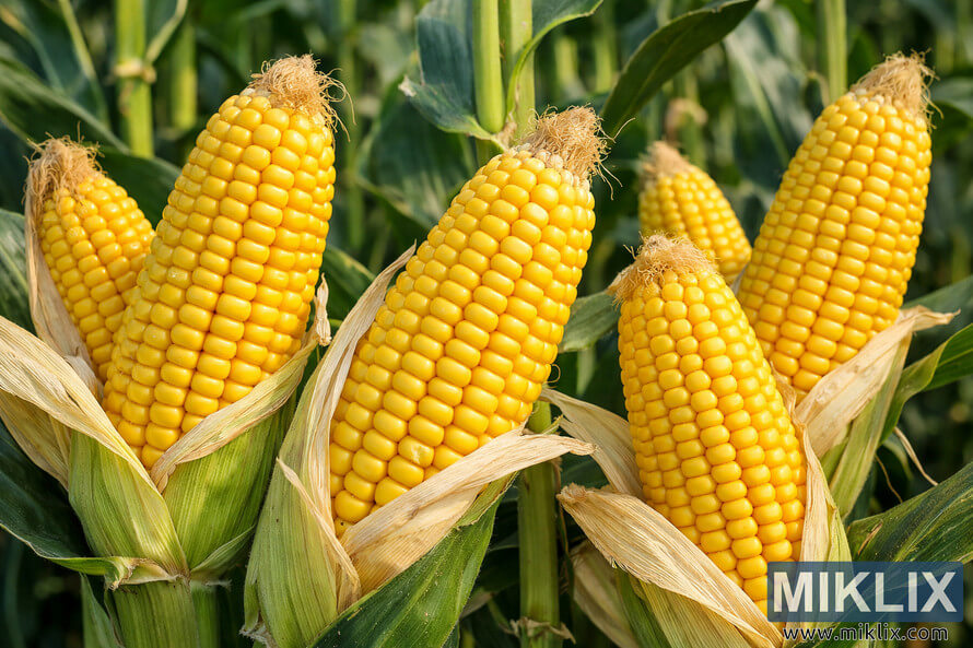 Early Sunglow sweet corn ears on green stalks with compact shape and bright yellow kernels in natural sunlight