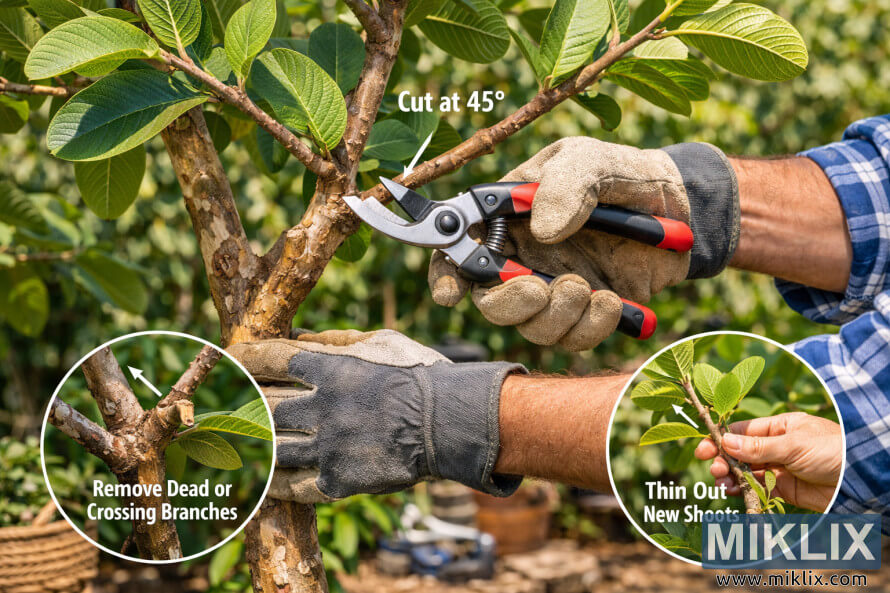 ZahradnÃ­k pÅedvÃ¡dÃ­ sprÃ¡vnÃ© techniky proÅezÃ¡vÃ¡nÃ­ guavy pomocÃ­ ruÄnÃ­ch nÅ¯Å¾ek a poskytuje pokyny ke sprÃ¡vnÃ©mu Ãºhlu Åezu a odstraÅovÃ¡nÃ­ vÄtvÃ­.