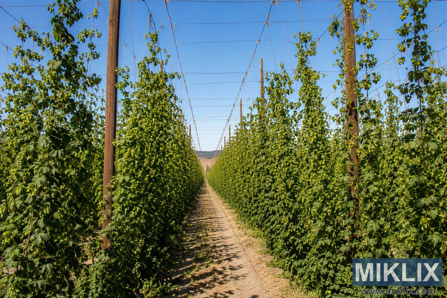 Landscape photograph of a Yakima Valley hop farm showing rows of mature Legacy hop bines growing vertically on traditional wooden pole and wire trellis systems. A dirt service road runs through the center between dense green hop plants under a clear blue sky, creating strong perspective lines toward the horizon. Landscape photograph of a Yakima Valley hop farm showing rows of mature Legacy hop bines growing vertically on traditional wooden pole and wire trellis systems. A dirt service road runs through the center between dense green hop plants under a clear blue sky, creating strong perspective lines toward the horizon.