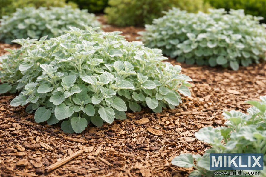 Silvery licorice plants growing in a landscaped garden bed covered with organic wood mulch. Silvery licorice plants growing in a landscaped garden bed covered with organic wood mulch.